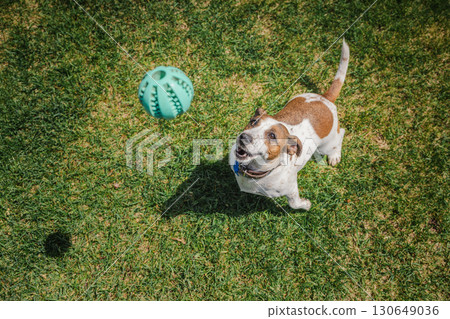 Joyful Jack Russell Terrier eagerly watches a green ball in mid-air while playing fetch on a sunny grassy field. Joyful Jack Russell Terrier eagerly watches a green ball in mid-air while playing fetch on a sunny grassy field. 130649036