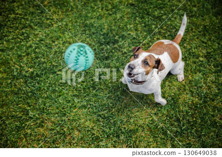 Excited Jack Russell Terrier stares eagerly at a bouncing green ball during a playful moment on the grass Excited Jack Russell Terrier stares eagerly at a bouncing green ball during a playful moment on the grass 130649038
