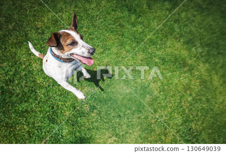 Cheerful Jack Russell Terrier stands upright on green grass with tongue out, looking up with joy and excitement during outdoor play. 130649039