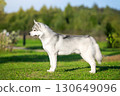 Portrait of a breed Siberian Husky standing in the summer on a green lawn 130649096