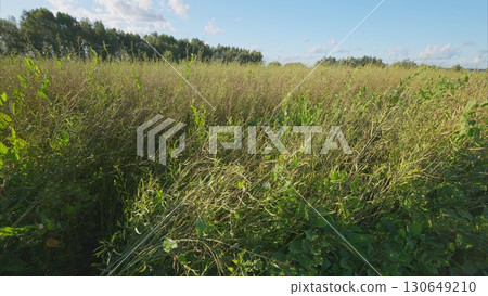 A Beautiful Lush Green Canola or Brassica Napus Field Sitting Under a Clear Blue Sky with Fresh Air and Sunshine 130649210