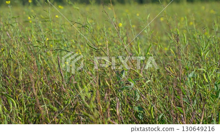 A picturesque and vibrant Canola or Brassica Napus green field filled with colorful wildflowers and lush grass A picturesque and vibrant Canola or Brassica Napus green field filled with colorful wildflowers and lush grass 130649216