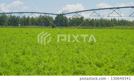 A Vast Lush Green Agricultural Field Thriving Under an Efficient Irrigation System A Vast Lush Green Agricultural Field Thriving Under an Efficient Irrigation System 130649341