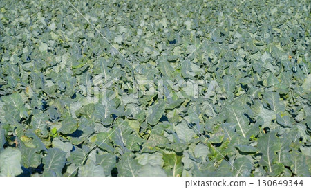 A Beautiful and Lush Broccoli Field Thriving Exuberantly Under Bright and Warm Sunlight A Beautiful and Lush Broccoli Field Thriving Exuberantly Under Bright and Warm Sunlight 130649344