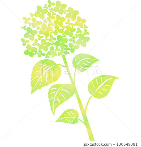 美麗的繡球花圖示圖像插圖的水彩圖案 130649381