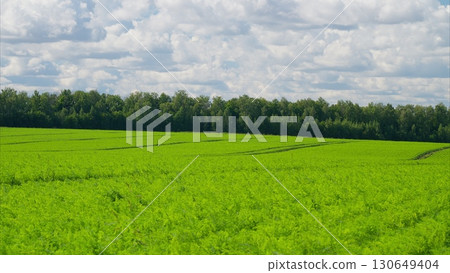 A Vibrant Green Field Sprawls Beneath a Dramatic Cloudy Sky Filled with Life and Beauty 130649404