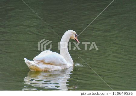Cobb天鵝優雅地游泳 130649526