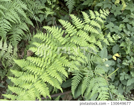 Beautiful green fern background 130649677