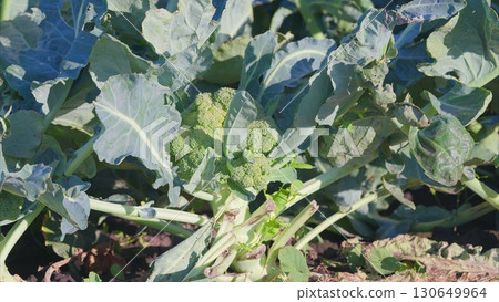 A Beautiful and Vibrant Broccoli Plant Flourishing in a Sunny Field Beneath Clear Blue Skies 130649964