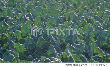 A Beautiful, Lush Green Broccoli Field of Leafy Vegetables Flourishing Under Bright Sunlight Above A Beautiful, Lush Green Broccoli Field of Leafy Vegetables Flourishing Under Bright Sunlight Above 130649976