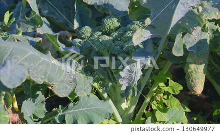 Fresh and vibrant Green Broccoli Growing in a local Garden filled with nutritious plants 130649977
