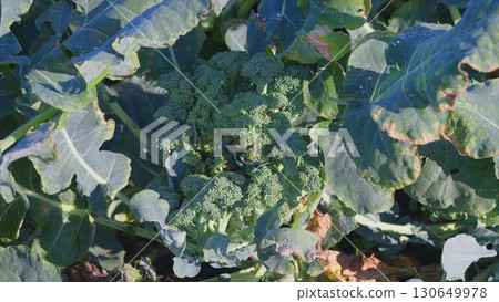 Fresh Broccoli is Thriving and Growing Steadily in a Lush Field Under the Sunlight 130649978