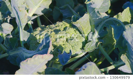 Fresh Broccoli is Growing in the Open Field Under the Bright Sunlight and Clear Skies 130649979