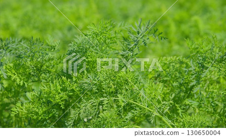 A Vibrant Field Landscape Filled with Lush and Green Foliage for All to Enjoy and Appreciate A Vibrant Field Landscape Filled with Lush and Green Foliage for All to Enjoy and Appreciate 130650004