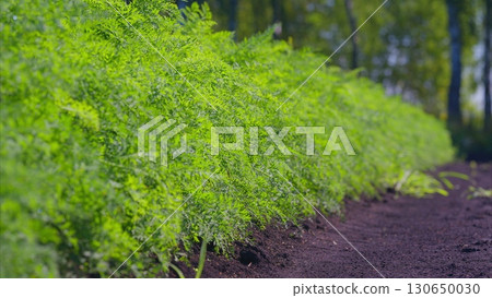 The Vibrant Green Carrot Foliage Growing Beautifully in a Picturesque Field Setting The Vibrant Green Carrot Foliage Growing Beautifully in a Picturesque Field Setting 130650030