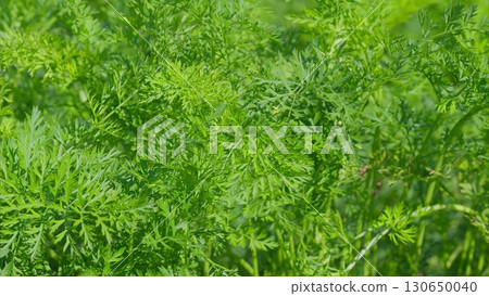 Lush, vibrant, and green foliage of wild carrot plants flourishes beautifully in nature 130650040