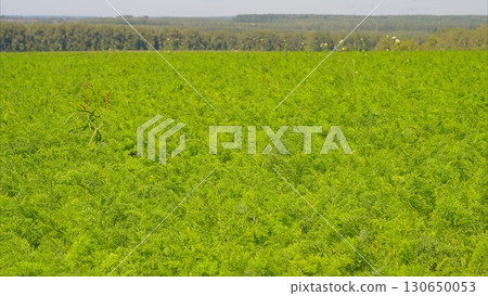 Lush and vibrant green agricultural fields stretch out beneath a beautifully bright blue sky Lush and vibrant green agricultural fields stretch out beneath a beautifully bright blue sky 130650053