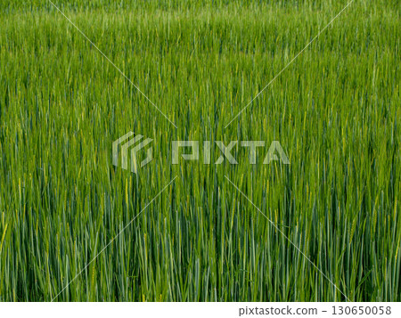 A field with ears of young green wheat as a texture A field with ears of young green wheat as a texture 130650058
