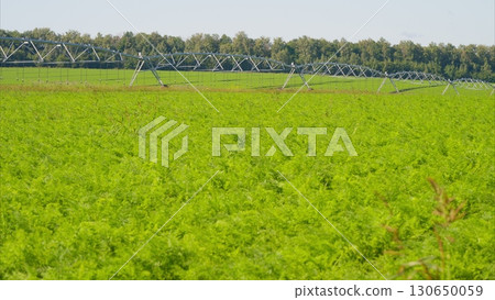 Lush Green Fields Enhanced with a Modern Irrigation System for Optimal Growth and Health 130650059