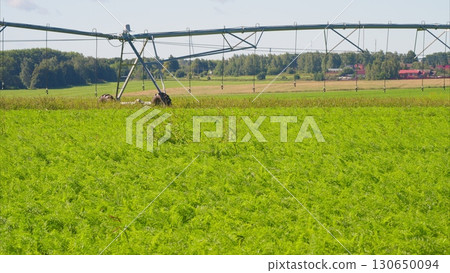 The Irrigation System Set Up in a Lush Green and Fertile Field for Optimal Growth and Harvesting 130650094