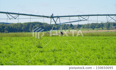 An Irrigation System is crucial for a thriving Green Agricultural Field, ensuring optimal growth 130650095