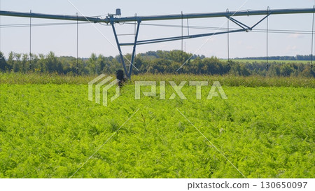 The Advanced Irrigation System in the Beautiful Lush Green Crop Field is Essential The Advanced Irrigation System in the Beautiful Lush Green Crop Field is Essential 130650097