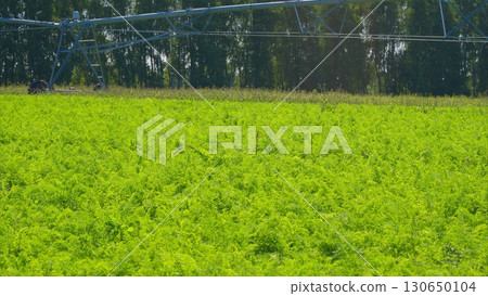 A Beautiful and Vibrant Green Agriculture Field with an Advanced Irrigation System in Place 130650104