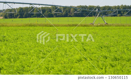 A Lush and Vibrant Green Agricultural Field Being Nurtured Under an Irrigation System 130650115