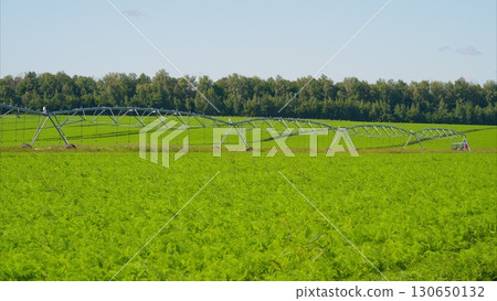 The Irrigation System Efficiently Functions in a Beautiful Lush Green Agricultural Field 130650132