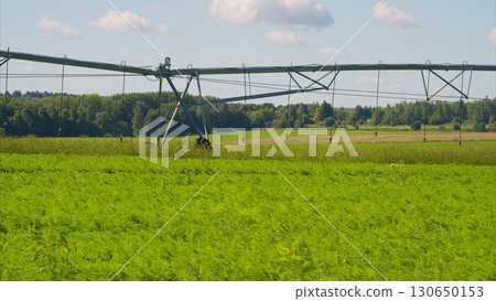 Irrigation System Operating on Agricultural Field Beneath the Bright Blue Sky Above 130650153