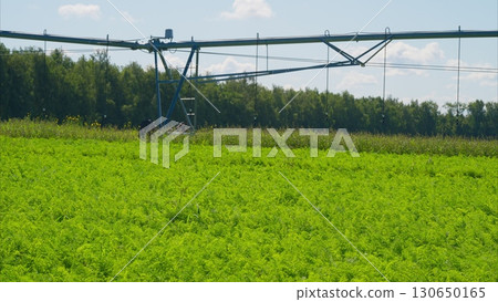 Vibrant and Lush Green Fields Featuring an Advanced Irrigation System in Agricultural Landscape 130650165