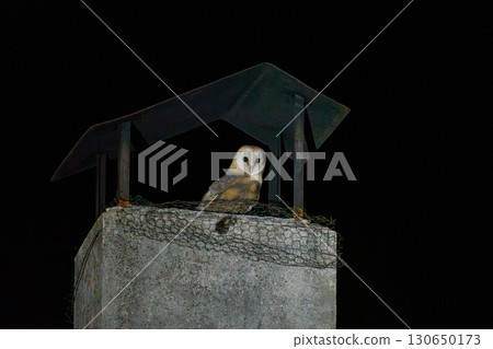 Nocturnal Barn Owl Perched on a Chimney at Night 130650173
