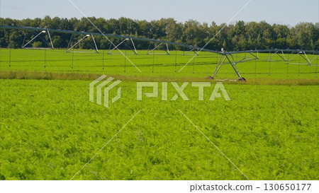 Expansive Lush Green Fields with Effective Irrigation System Beneath a Bright Blue Sky 130650177