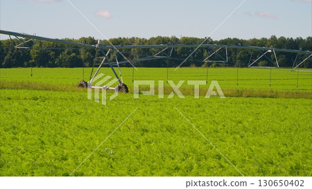 A beautiful lush green field featuring an efficient irrigation system that is currently in operation A beautiful lush green field featuring an efficient irrigation system that is currently in operation 130650402