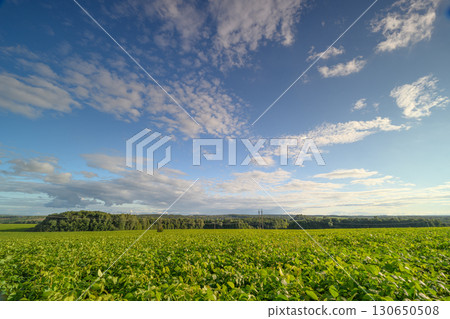 Vibrant Green Fields Beneath a Stunningly Beautiful Blue Sky Decorated with Soft Clouds 130650508