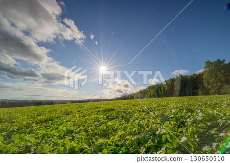 Lush Green Fields Stretching Under a Bright Blue Sky Illuminated by Warm Sunlight 130650510