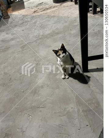 The city of cats: Essaouira, Morocco 130650534