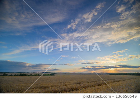 A Serene Sunset Over a Beautiful Cotton Field, Perfectly Capturing Natures Tranquility 130650549