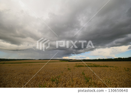Witness the Dramatic Sky Over Beautiful Golden Fields Just Before the Rain Begins to Fall 130650648