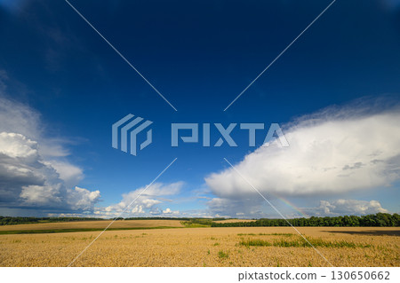 A Vast Open Field Spanning Underneath a Clear Blue Sky Adorned with Fluffy Clouds A Vast Open Field Spanning Underneath a Clear Blue Sky Adorned with Fluffy Clouds 130650662