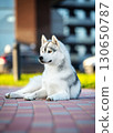 Portrait of Siberian Husky lying on red paving stones with building in background.  130650787