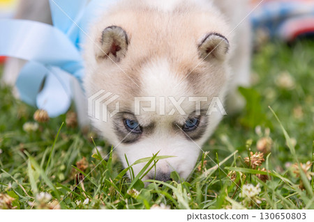Cute Siberian husky puppy with blue eyes sniffing Cute Siberian husky puppy with blue eyes sniffing 130650803