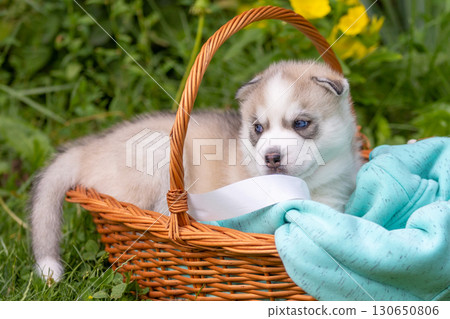 Cute Siberian husky puppy with blue eyes in basket 130650806