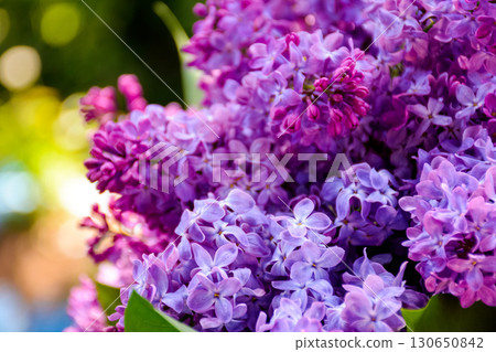 vivid lilac blossom in spring. purple syringa plant in the garden. closeup view in dappled light 130650842