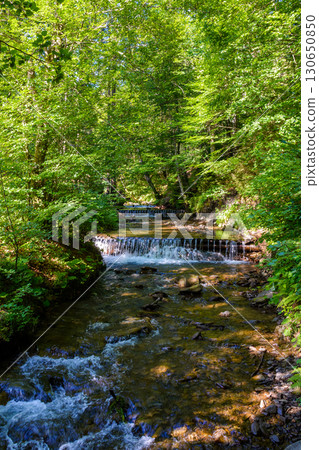 shypit water stream in the dense forest. scenic green environment of ukraine woodland in summer. beautiful nature scenery. freshness of woods on a sunny mooring shypit water stream in the dense forest. scenic green environment of ukraine woodland in summer. beautiful nature scenery. freshness of woods on a sunny mooring 130650850