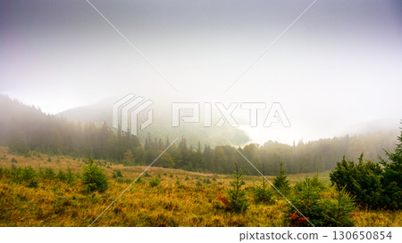 coniferous forest on the grassy hill in fog. nature background on a cold autumn morning. carpathian outdoor adventures in fall season under overcast sky 130650854