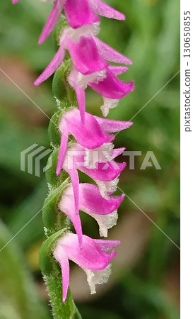Screwbana (spiral flower) Small pink flowers 130650855