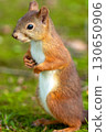 A wild Hokkaido squirrel standing on the grass 130650906