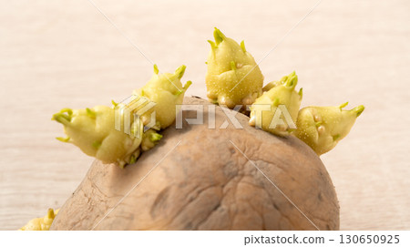 發芽 馬鈴薯 芽 萌芽 土豆 Sprouted potatoes ジャガイモ 芽生え 130650925