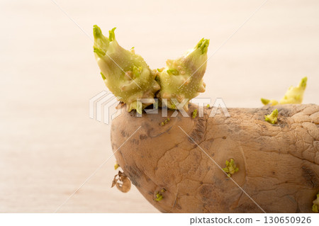 sprout potato bud sprout potato Sprouted potatoes ジャガイモ sprout 130650926